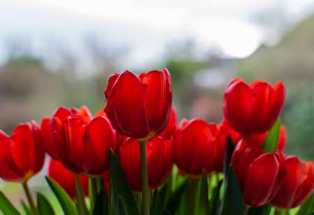 Bunch of red tulip flowers, blooming fresh colour in the vase. Close up blurred background.の写真素材