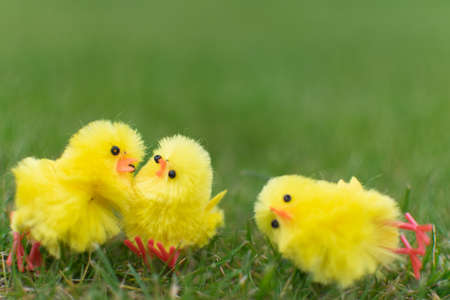 Three cute chicks playing on green field easter day celebration, small, hug, love, happy familyの写真素材
