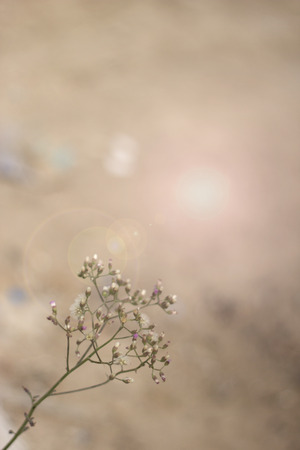Soft-focus of little white flowersの写真素材