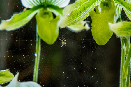 Green orchid and spider