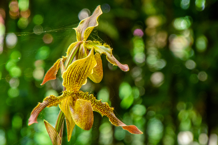 Orchid  Thailandの写真素材