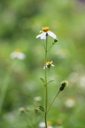 A grass flowers in fieldの写真素材