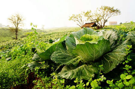 Green cabbages in the fieldの写真素材
