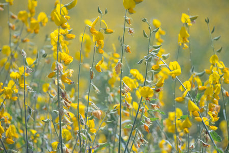 Sunhemp flowers field