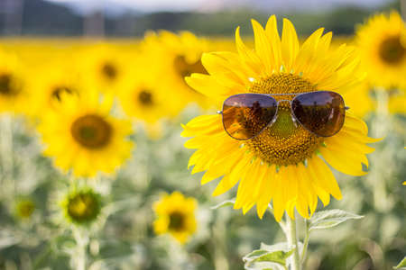Sunflower with sunglasses in the fieldの写真素材