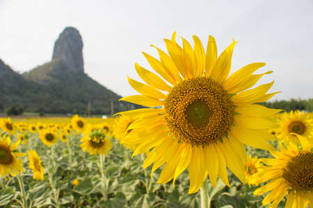 Sunflower field in front of mountainの写真素材