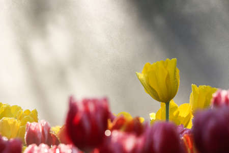 Colorful tulip flowers field in morning mist soft focusの写真素材