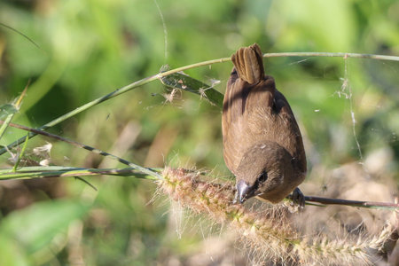 sparrow bird in tree soft focusの写真素材