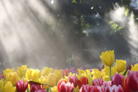 Tulip flowers field with sun beam light in morning mist soft focusの写真素材