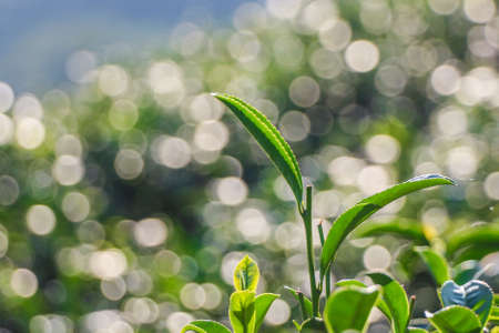 Close up top tea leaves in soft focusの写真素材