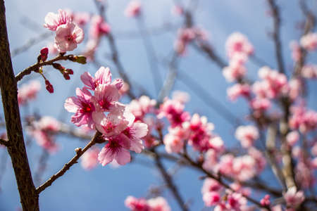 Closeup of pink cherry blossoms against the skyの写真素材