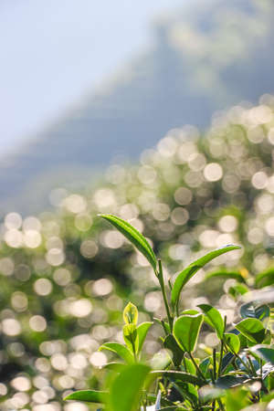 Close up top tea leavesの写真素材