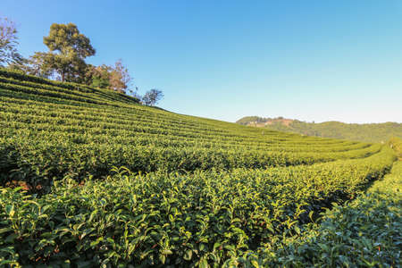 Tea plantation on hill in northern of Thailandの写真素材