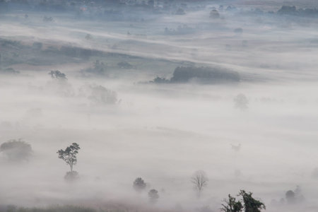 Aerial view of trees in morning fog  nature, landscape, mountain