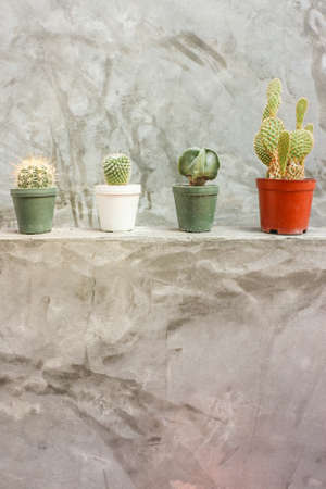 Cactus in pots on grey concrete wall - Background, Vertical Viewの写真素材