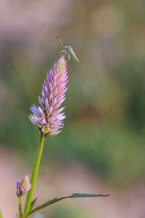 A small insect on the purple flower (soft focus)の写真素材