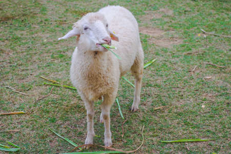 White sheep eating grass in a farmの写真素材