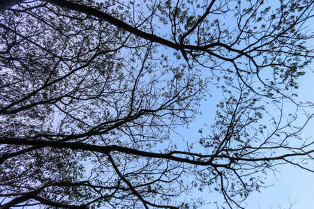 Tree branches silhouette crossing blue sky background Isolated treeWallpaperの写真素材