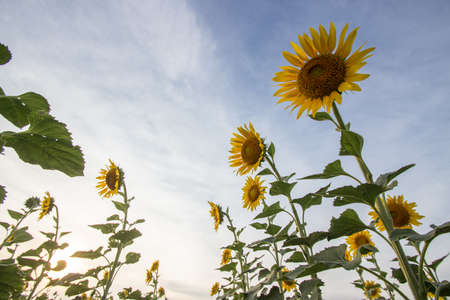 Sunflower in blue sky background, wallpaperの写真素材