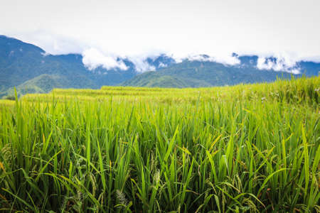 Paddy rice field in fog and mountain background, wallpaperの写真素材