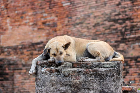 Brown dog sleeping on the old brick wall backgroundの写真素材
