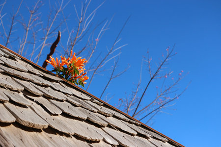 Flower on the wooden roof againt blue sky