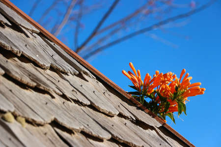 Flower on the wooden roof againt blue skyの写真素材