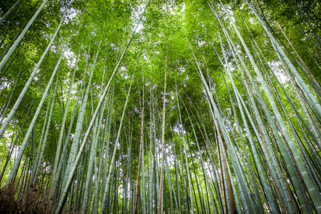 Bamboo forest background and wallpaperの写真素材