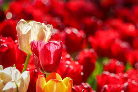 Colorful white and red tulip flowers field with sprinkle - Soft focus of flowersの写真素材