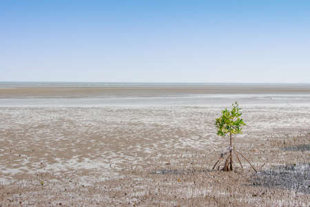 Alone mangrove tree grows in the ocean beach with blue sky backgroundの写真素材