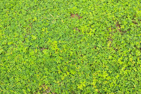 Green grass background - Grass Textureの写真素材