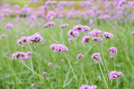 Soft focus of purple flowers on beautiful bokeh background - Verbena fieldの写真素材