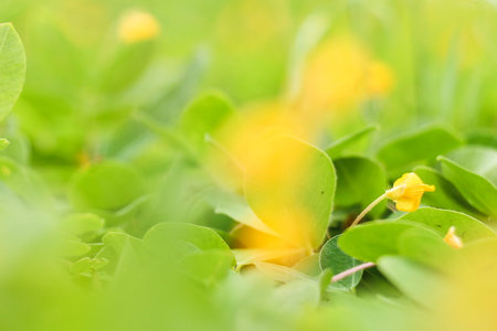 Soft focus of yellow flowers background - Nature Background