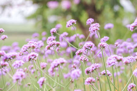 Soft focus of purple flowers on beautiful bokeh background - Verbena fieldの写真素材