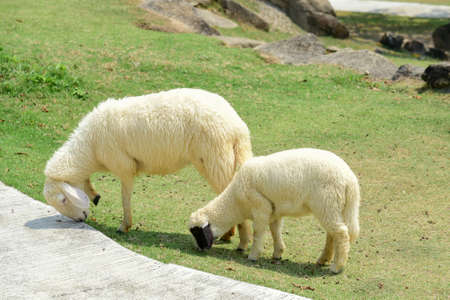 White sheep eating grass in meadow backgroundの写真素材