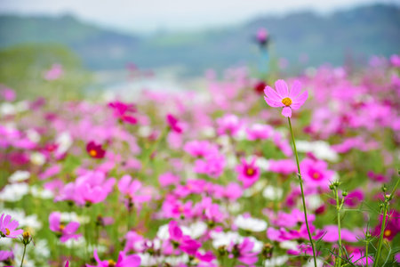 Cosmos Flower field with sky,spring season flowers, Soft focus of cosmos flowers