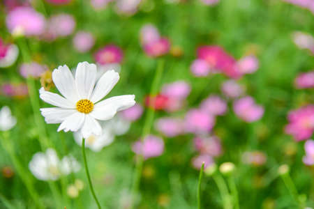 Cosmos Flower field, spring season flowers, Soft focus of cosmos flowersの写真素材