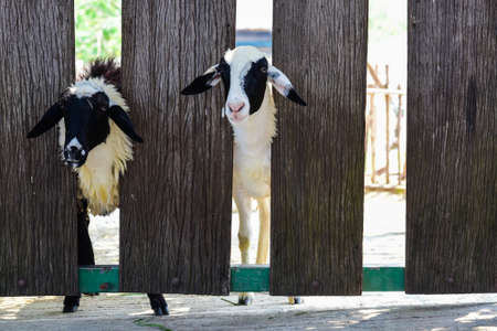 Young sheeps looking from the fenceの写真素材