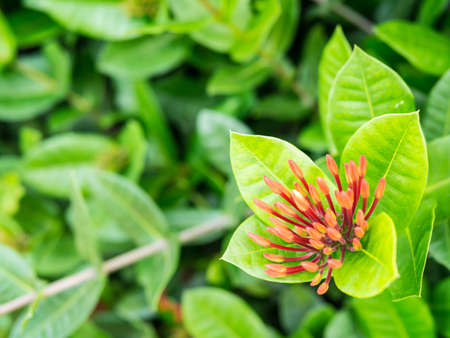 A close-up of red ixora buds on green leaves background. Ixora is garden decorative flower. In Thailand, ixora is used in the ceremony of teachers day and represented of cleverness of the students.の写真素材
