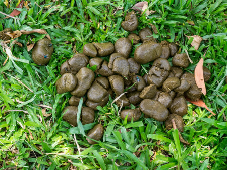 A pile of fresh horse manure is on green grass under the tree with sunlight and with flies on top....