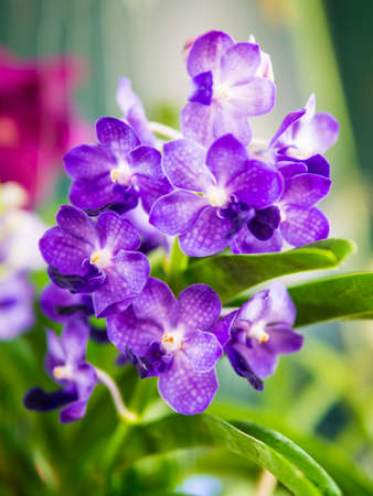 purple blue orchid. Orchid is queen of flowers. Orchid in tropical garden. Orchid in nature. Thailand Orchid. Thailand flower. Orchid on blur background. Orchid in florist.の写真素材