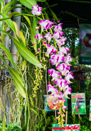 Soft focus White and purple orchid. Orchid blooming and buds. Orchid is queen of flowers. Orchid in tropical garden. Orchid in nature. Thailand Orchid. Thailand flower. Orchid on blur background. Orchid in florist.の写真素材