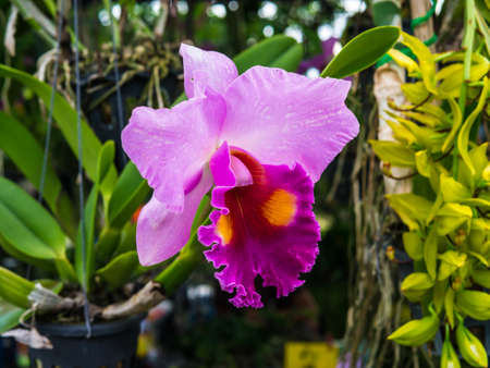 Orchid. Purple orchid. Orchid is queen of flowers. Orchid in tropical garden. Orchid in nature. Thailand Orchid. Thailand flower. Orchid on green leaves background.の写真素材
