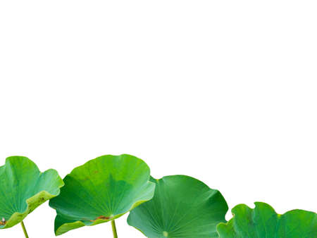 Lotus leaves isolated on white background. Lotus leaves in a pond.の写真素材