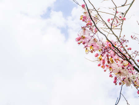 Cassia bakeriana or shower tree is a flowering tree in Thailand. Fragrant white-pink flowers.の写真素材