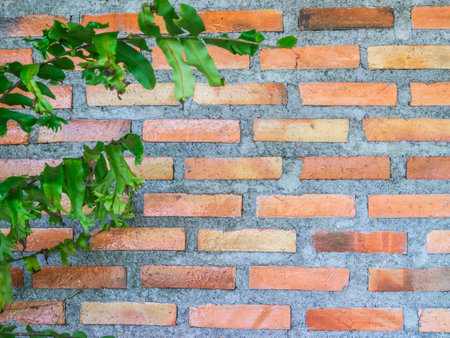 red brick wall background. brick wall texture. green leaves.の写真素材