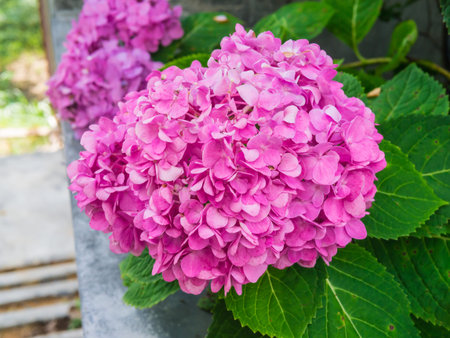 Pink Hydrangea flower (Hydrangea macrophylla) in a garden.
