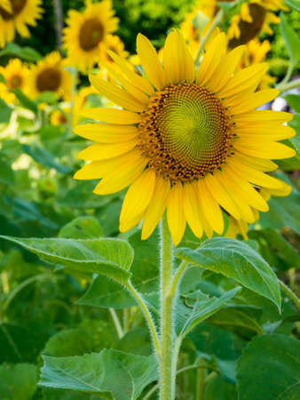 Bright yellow blooming sunflower. Close up sunflower.の写真素材
