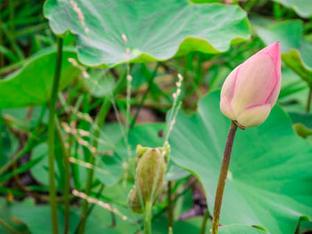 pink lotus bud in natural pond with lotus leaves background. Pink water lily bud.の写真素材