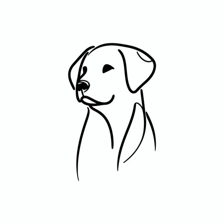 Labrador Retriever dog. Vector illustration on white background.のイラスト素材